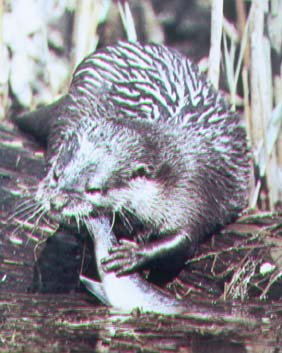 river otter.jpg